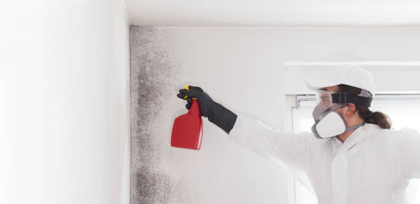 Best Residential Mold Remediation in Clio, AL