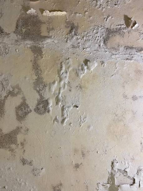 Best Preventive Mold Services in Clio, AL